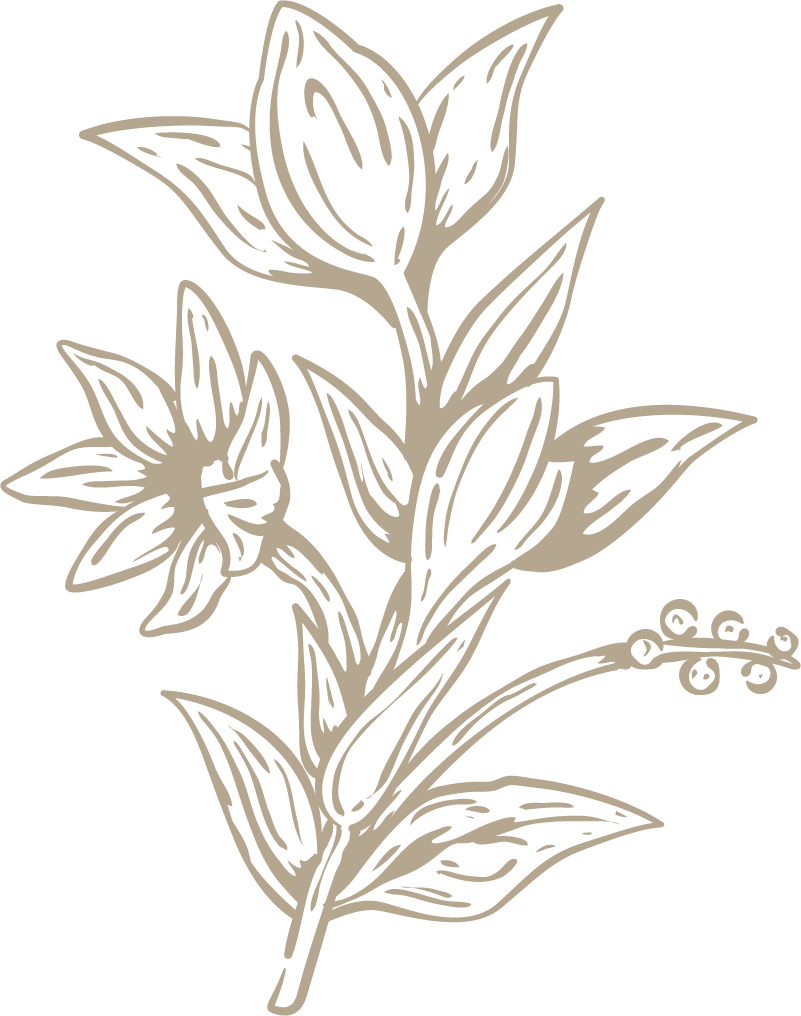 flower-illustration-3